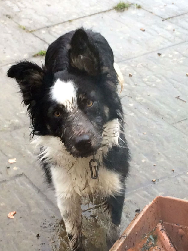 First Dog Photo