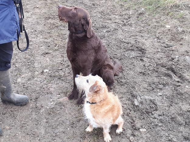 Second Dog Photo