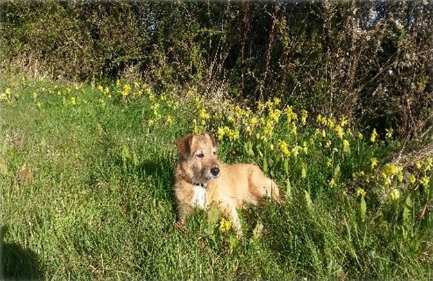 First Dog Photo